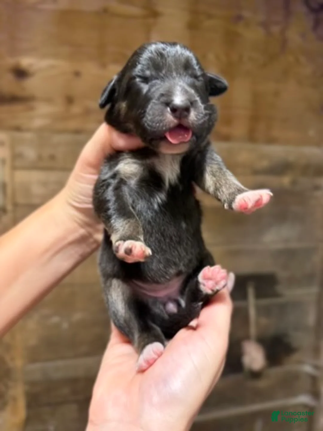 Australian Shepherd dogs for sale: Australian Shepherd 8 - Ad 1