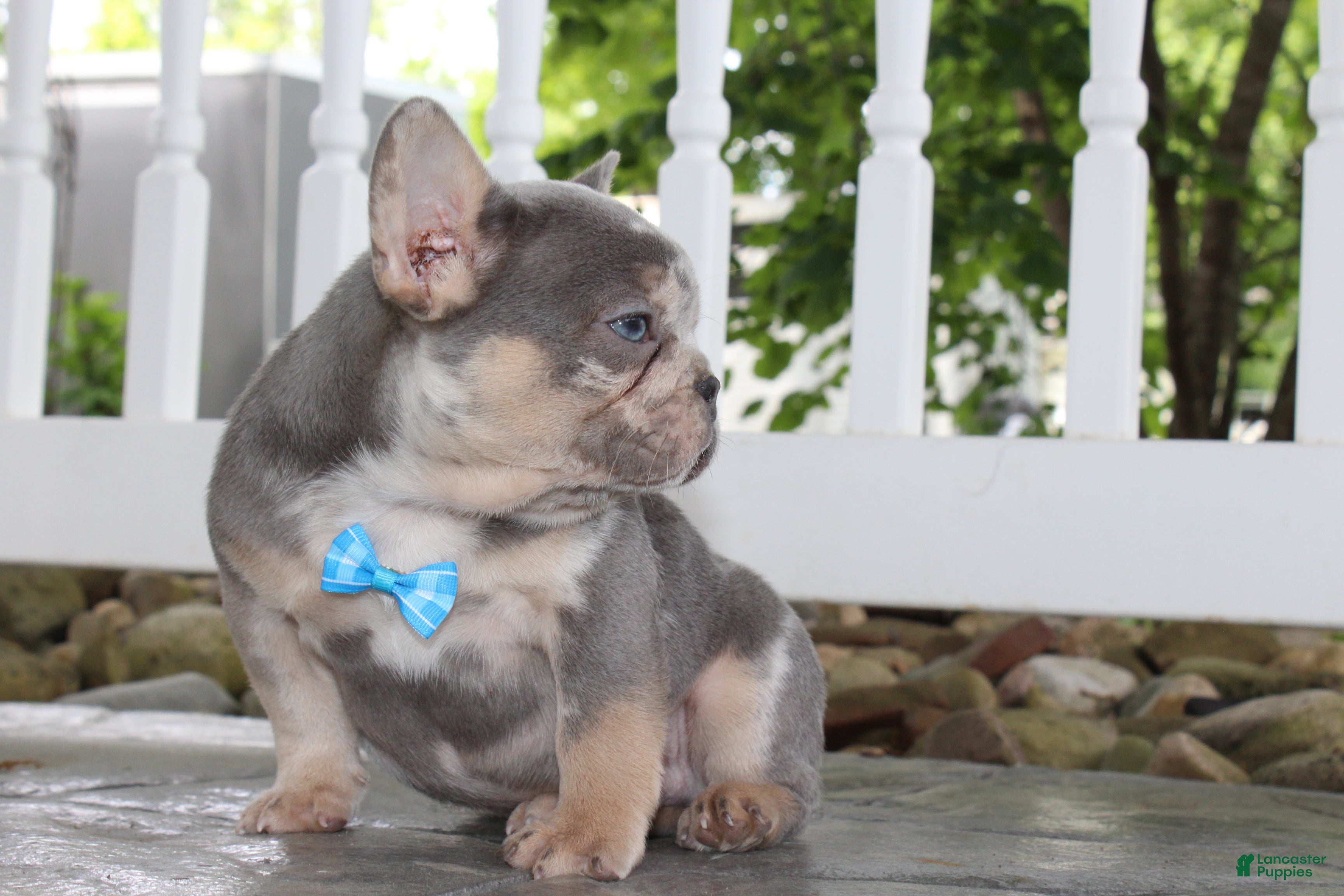 French Bulldog dogs for sale: AKC Hank - Ad 5