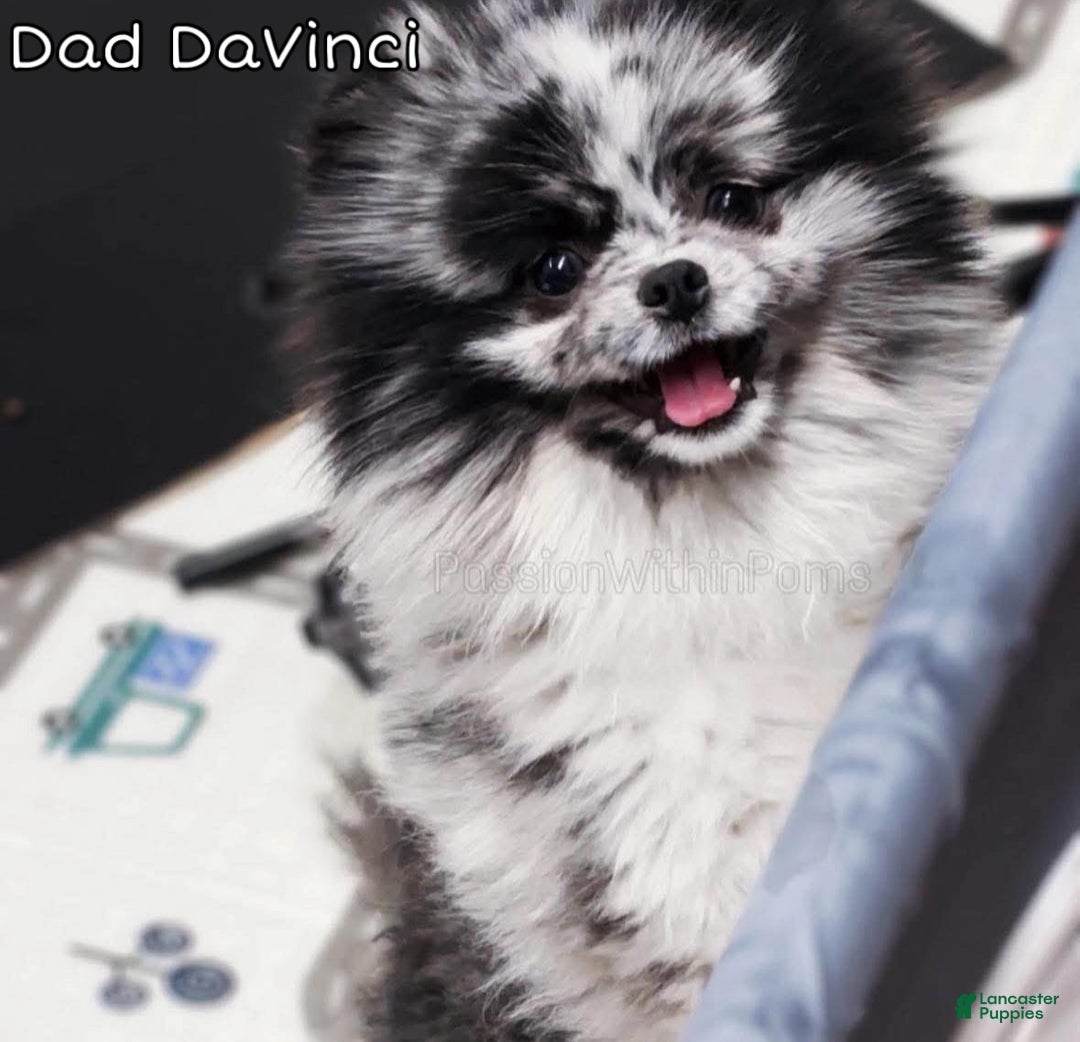 Pomeranian dogs for sale: Little Spidey - Ad 3