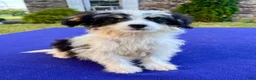 Bernedoodle dogs for sale: Smalls - Ad 4
