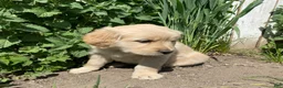 Golden Retriever dogs for sale: Golden Retriever Puppy 1 - Ad 2