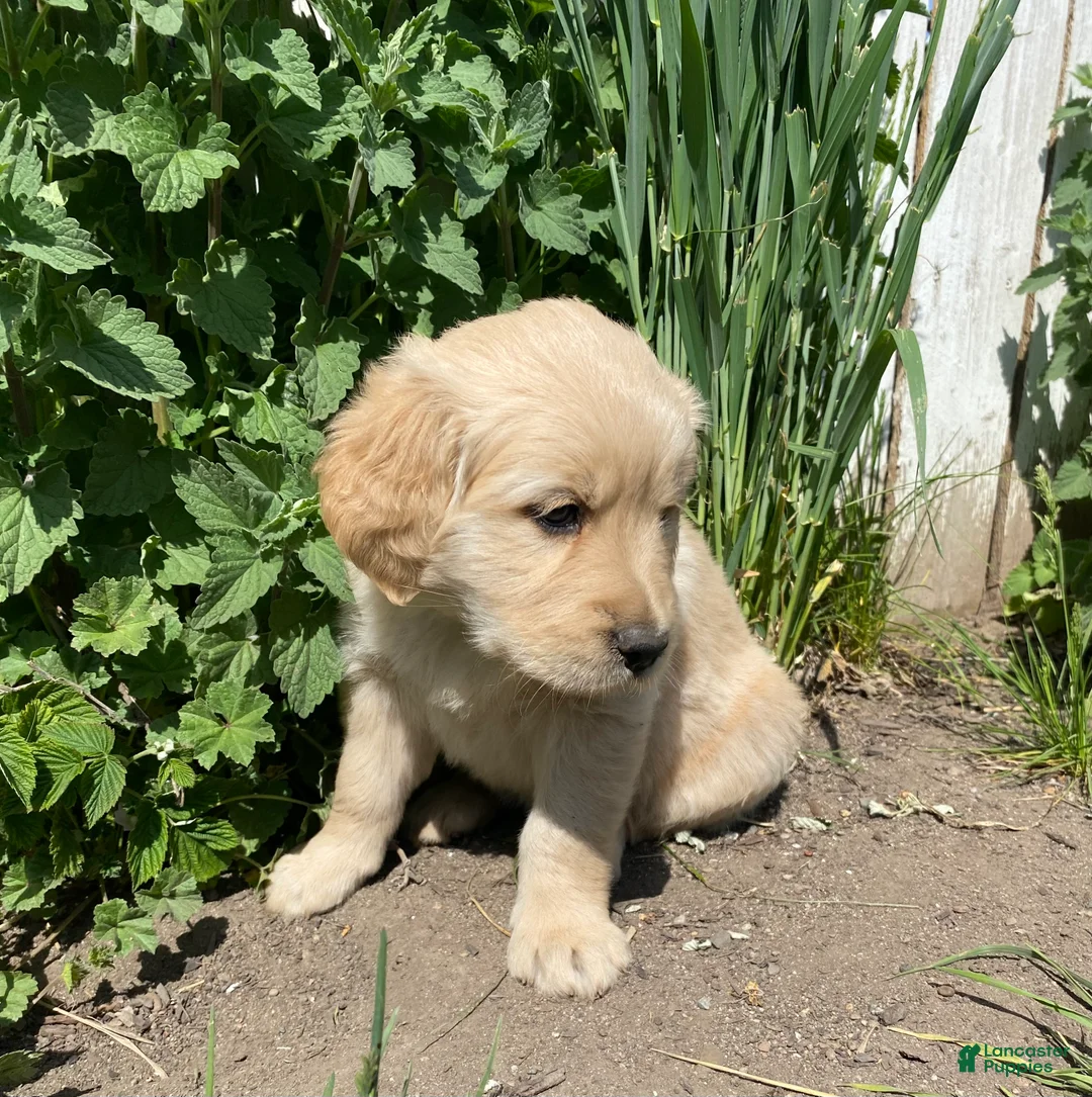 Golden Retriever dogs for sale: Golden Retriever Puppy 1 - Ad 2