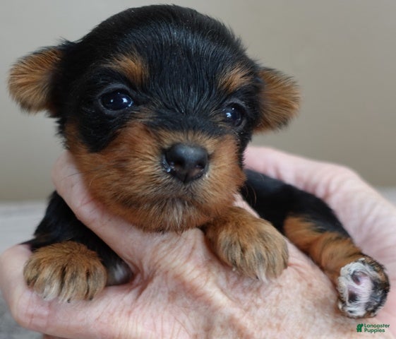 Yorkshire Terrier dogs Bonbon - Ad 5