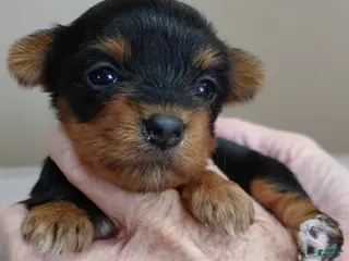 Yorkshire Terrier dogs Bonbon - Ad 5