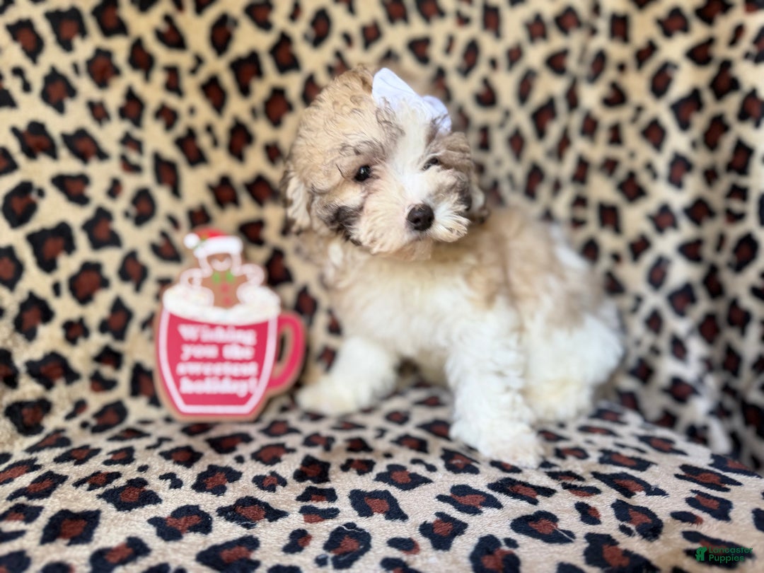 Maltipoo dogs for sale: Ginger - Ad 5