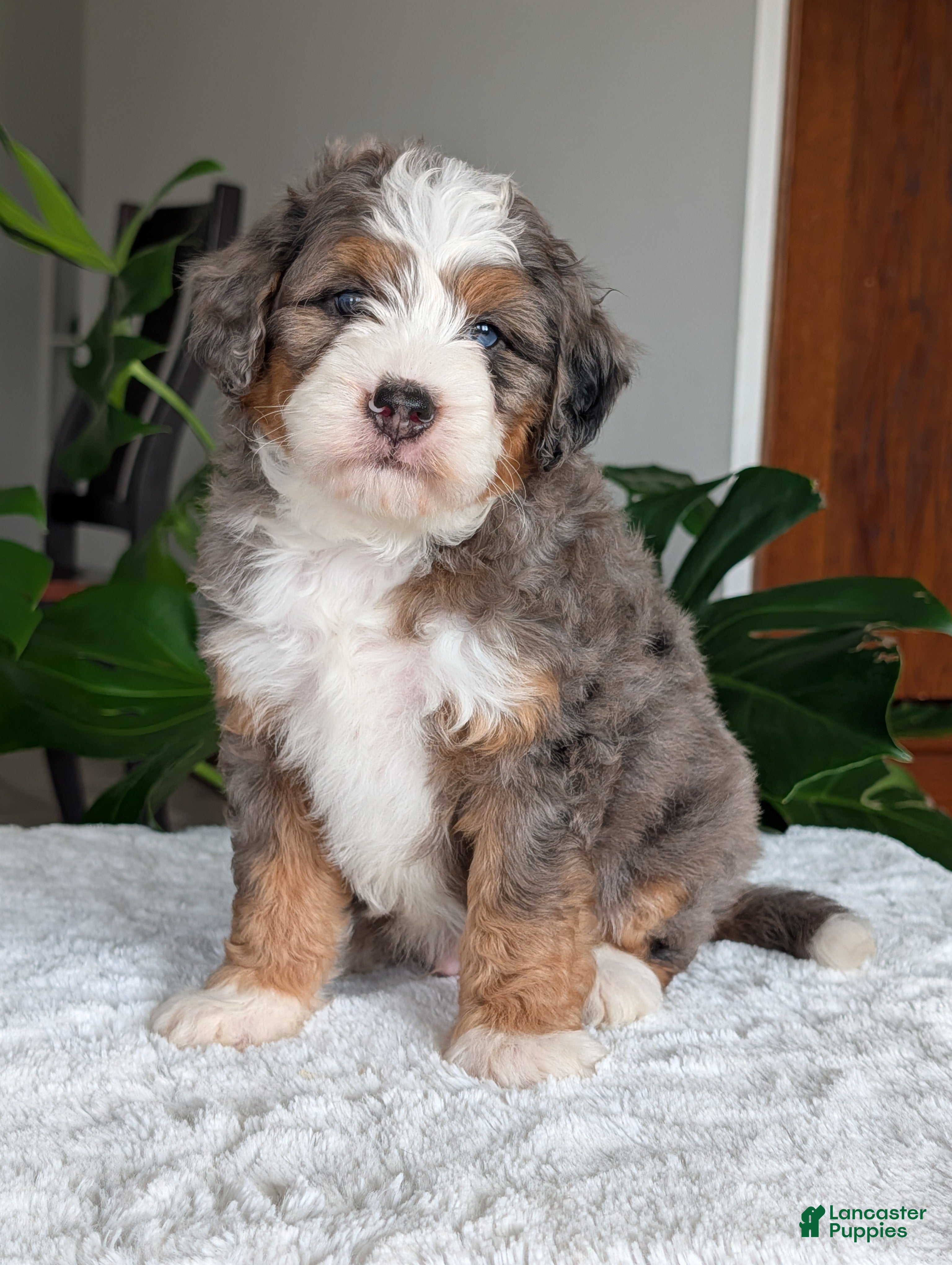 Mini Bernedoodle dogs Mini Bluey - Ad 1