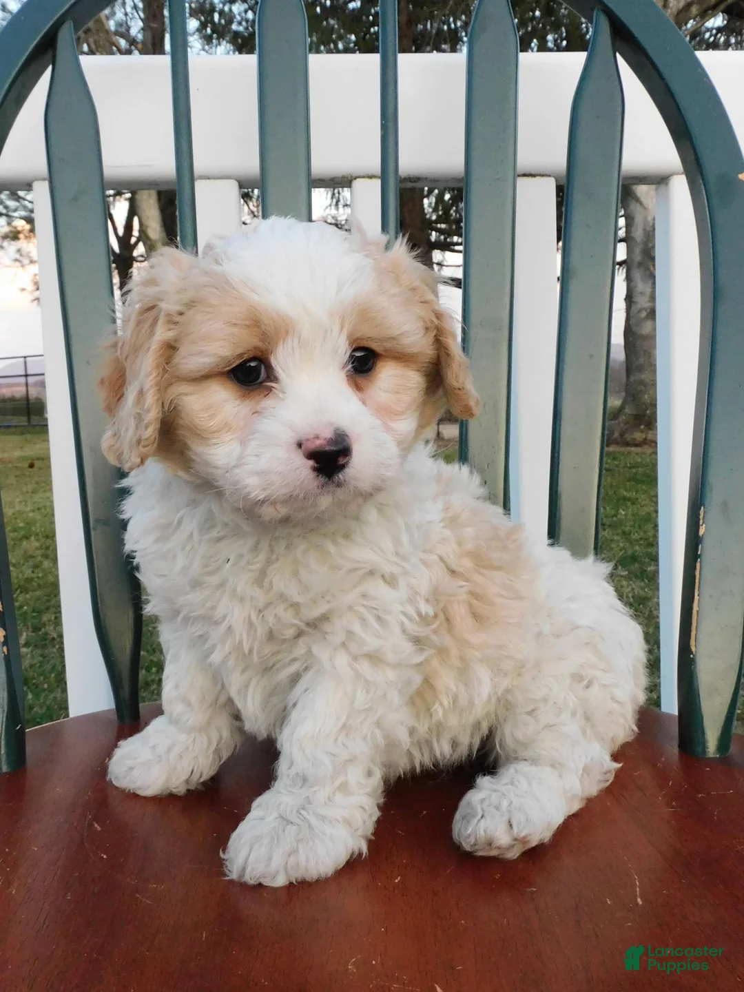 Cavachon dogs for sale: Dream Chaser - Ad 5