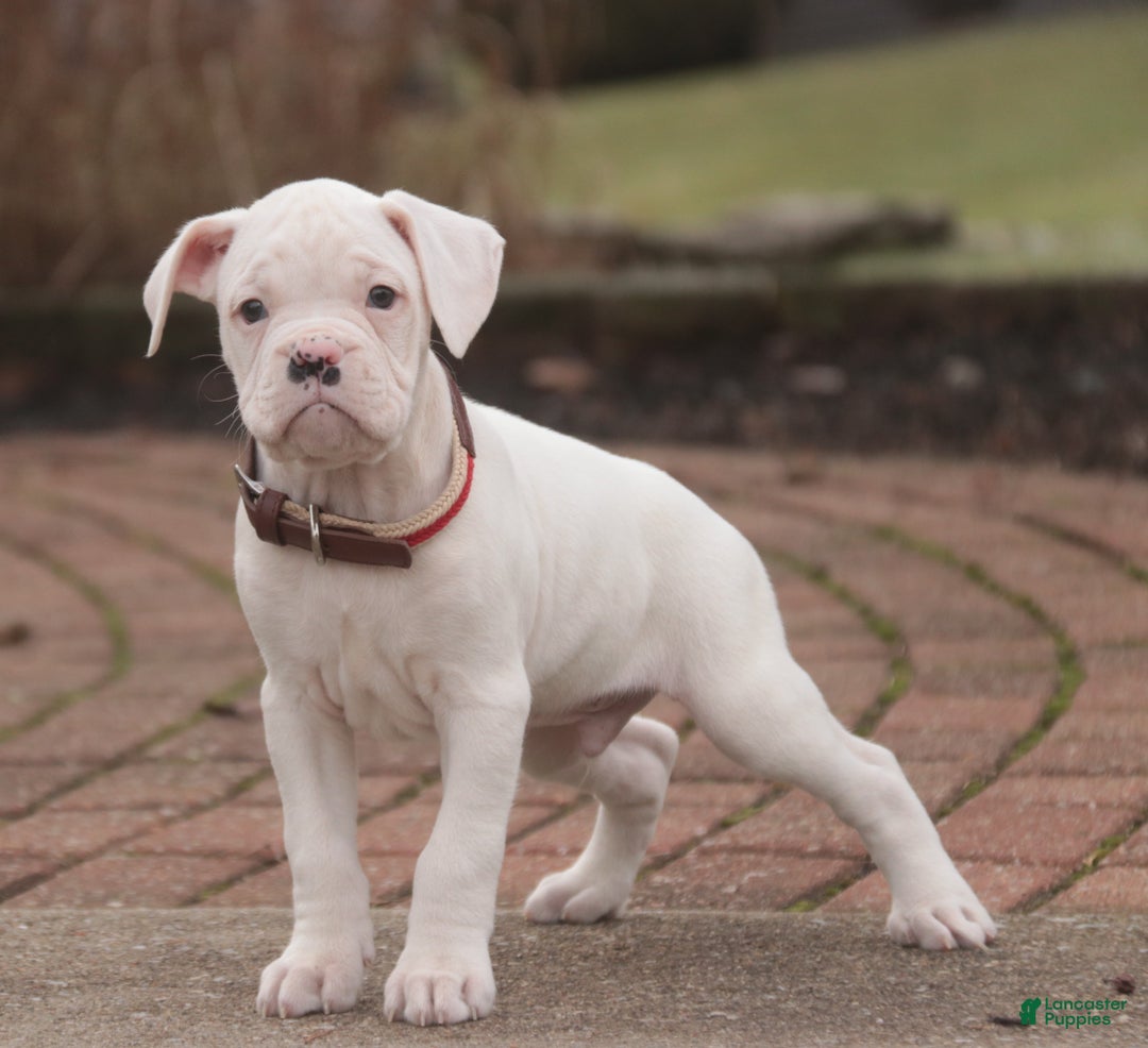 Boxer dogs for sale: Leo - Ad 5