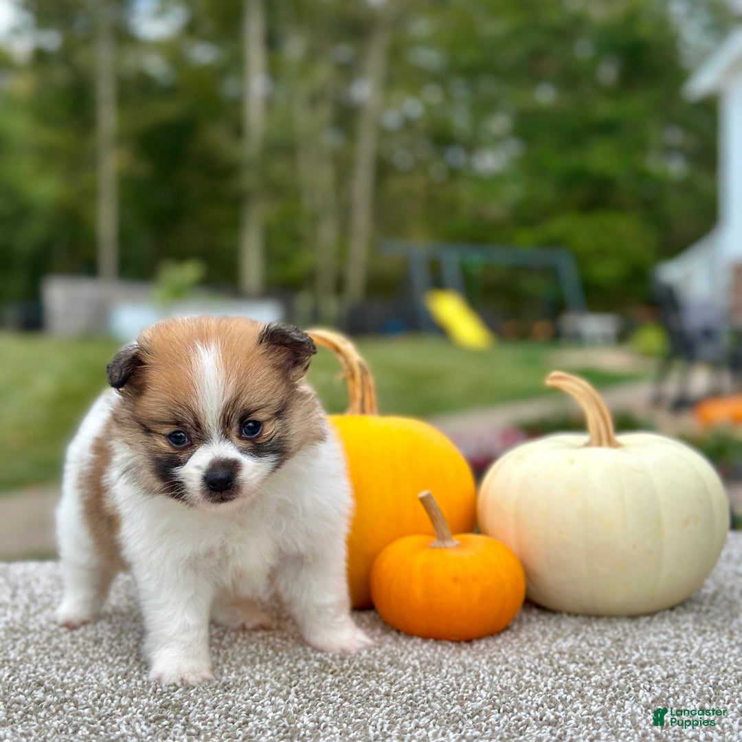 Pomeranian dogs for sale: Girl Rosie - 8549 - Ad 5