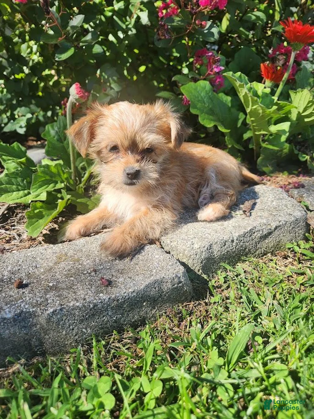 Shorkie dogs for sale: Tom - Ad 3