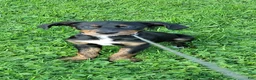 Mixed Breed dogs for sale: Ms. Jasmine - Ad 7