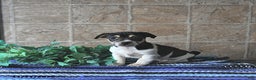 Jack Russell Terrier dogs for sale: Archie - Ad 1