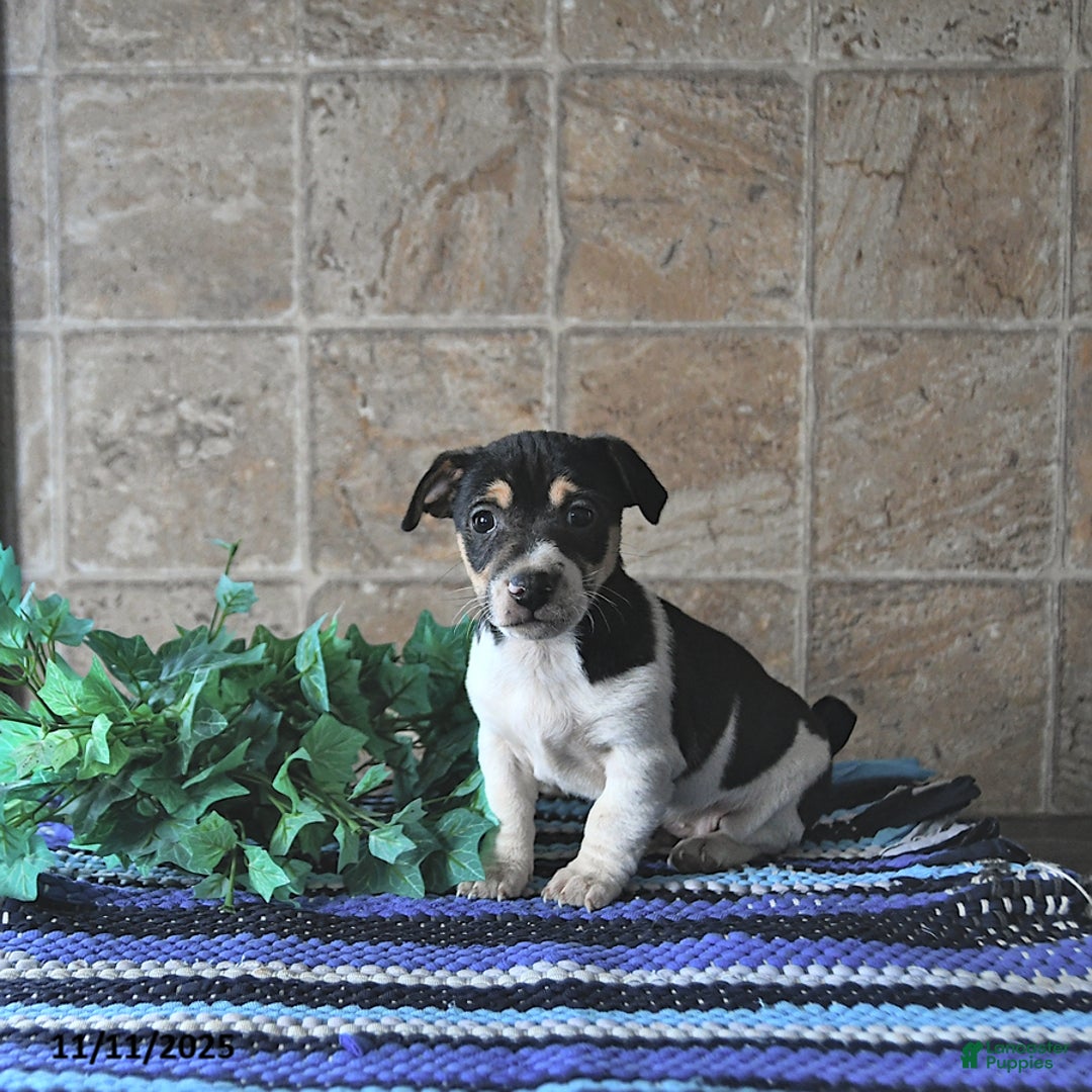 Jack Russell Terrier dogs for sale: Archie - Ad 1