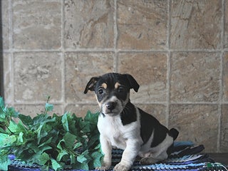 Jack Russell Terrier dogs Archie - Ad 41
