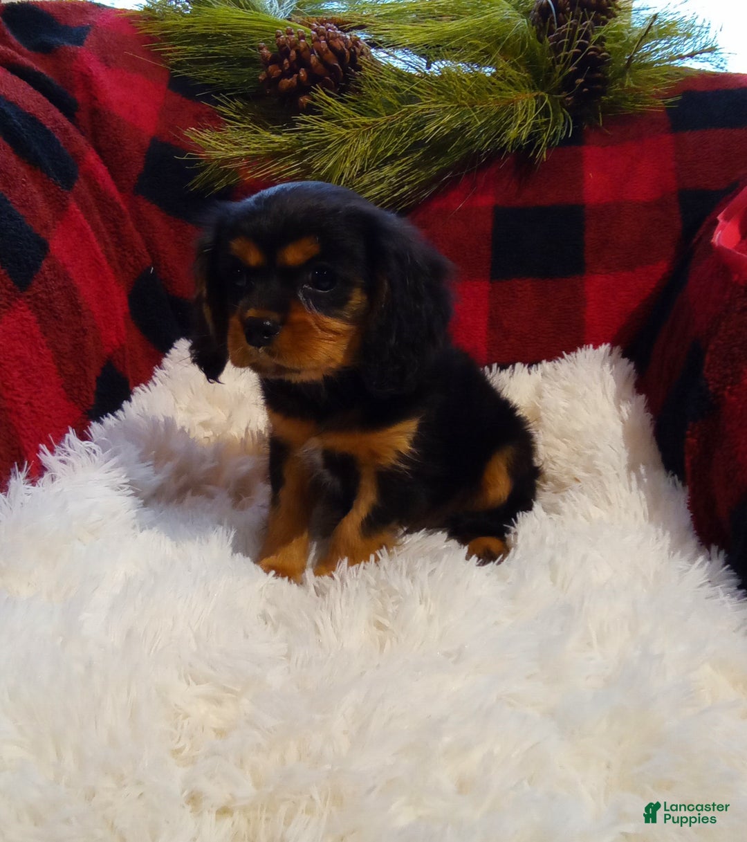 Cavalier King Charles Spaniel dogs for sale: Theo - Ad 1