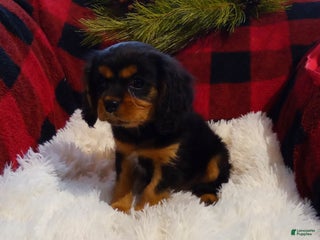 Cavalier King Charles Spaniel dogs Theo - Ad 28