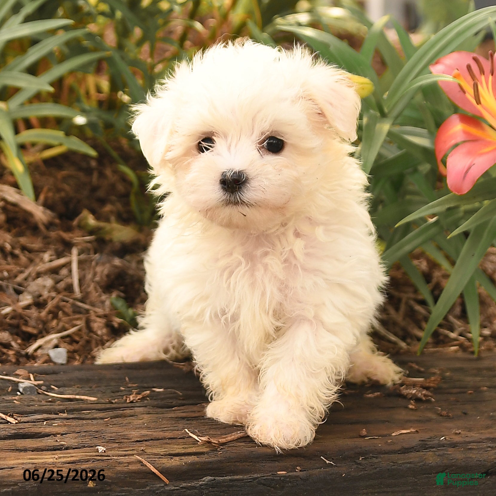 Maltese dogs Ronny - Ad 2