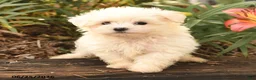 Maltese dogs for sale: Ronny - Ad 2