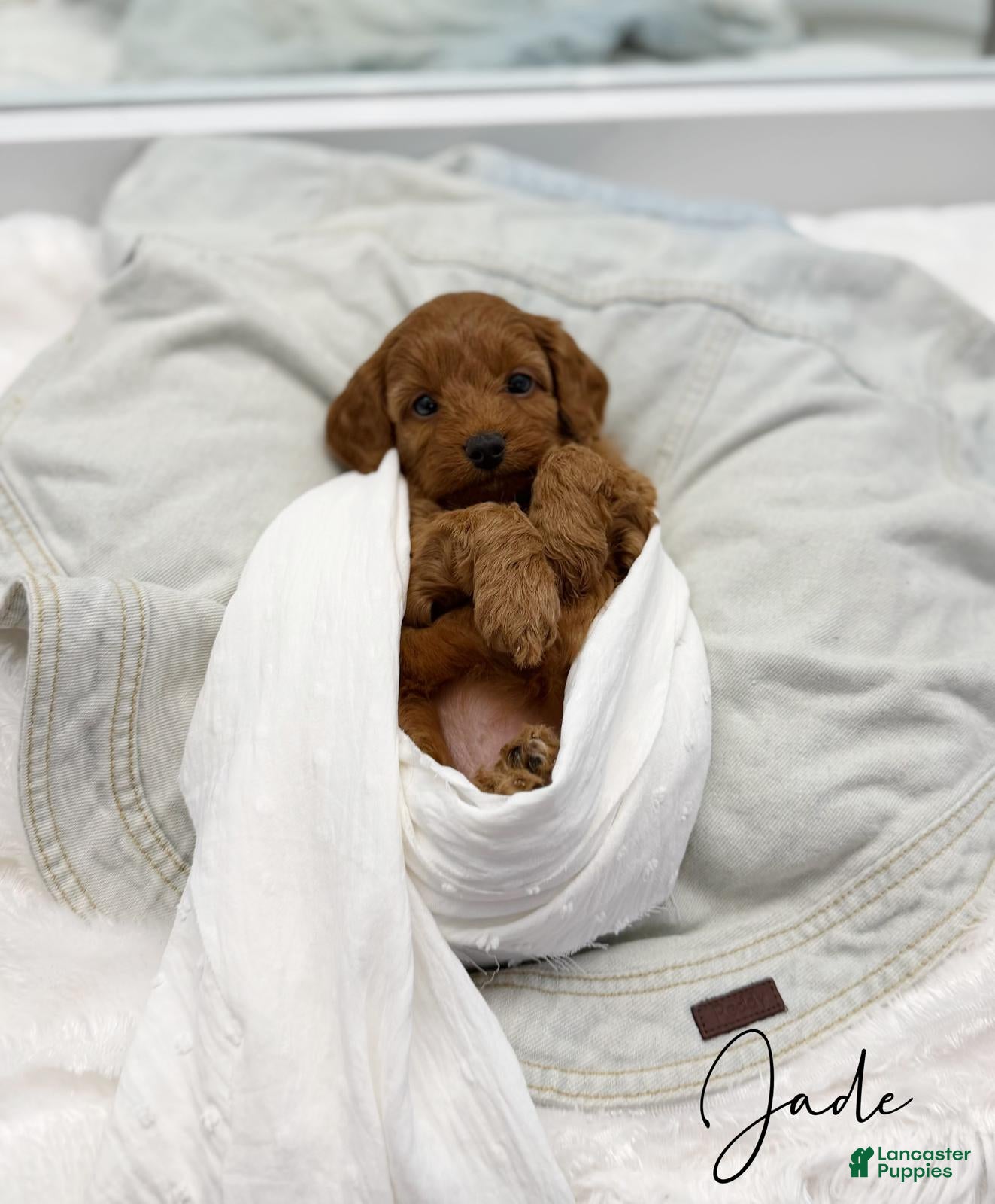 Mini Goldendoodle dogs Jade  - Ad 2