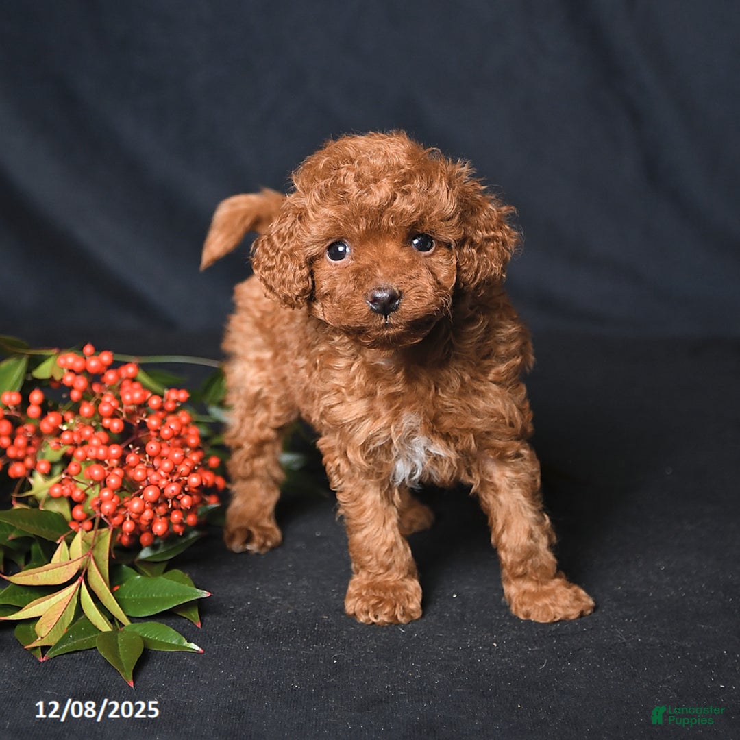 Toy Poodle dogs for sale: Hero - Ad 1
