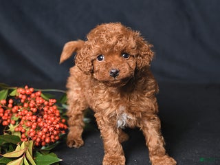 Toy Poodle dogs Hero - Ad 9