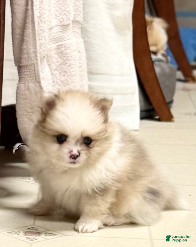 Pomeranian dogs Charlie-  Parti  Pom - Ad 2