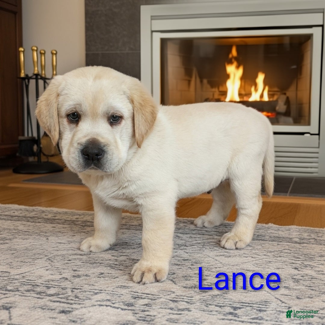 Labrador Retriever dogs for sale: Lance - Ad 2