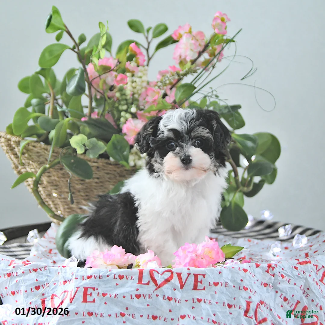 Havapoo dogs for sale: Elf EXTRA SMALL - Ad 2