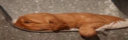 Golden Retriever dogs for sale: Rex - AKC, Genetically Clear - Ad 3