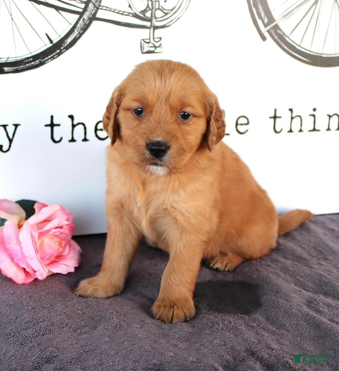Golden Retriever dogs for sale: Skylar - Ad 3