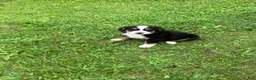 Bernese Mountain Dog dogs for sale: Akc Melinda - Ad 2