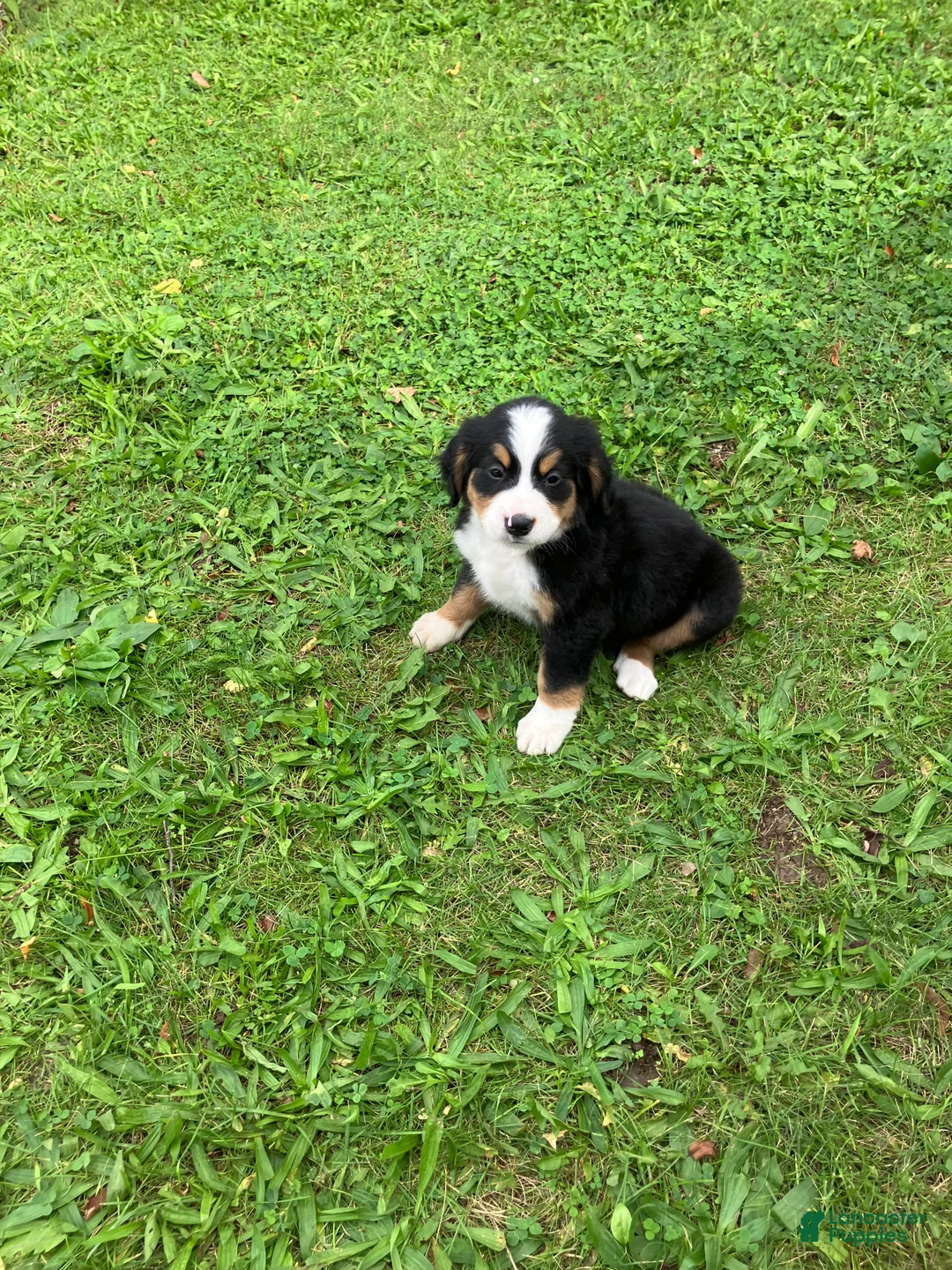 Bernese Mountain Dog dogs for sale: Akc Melinda - Ad 2