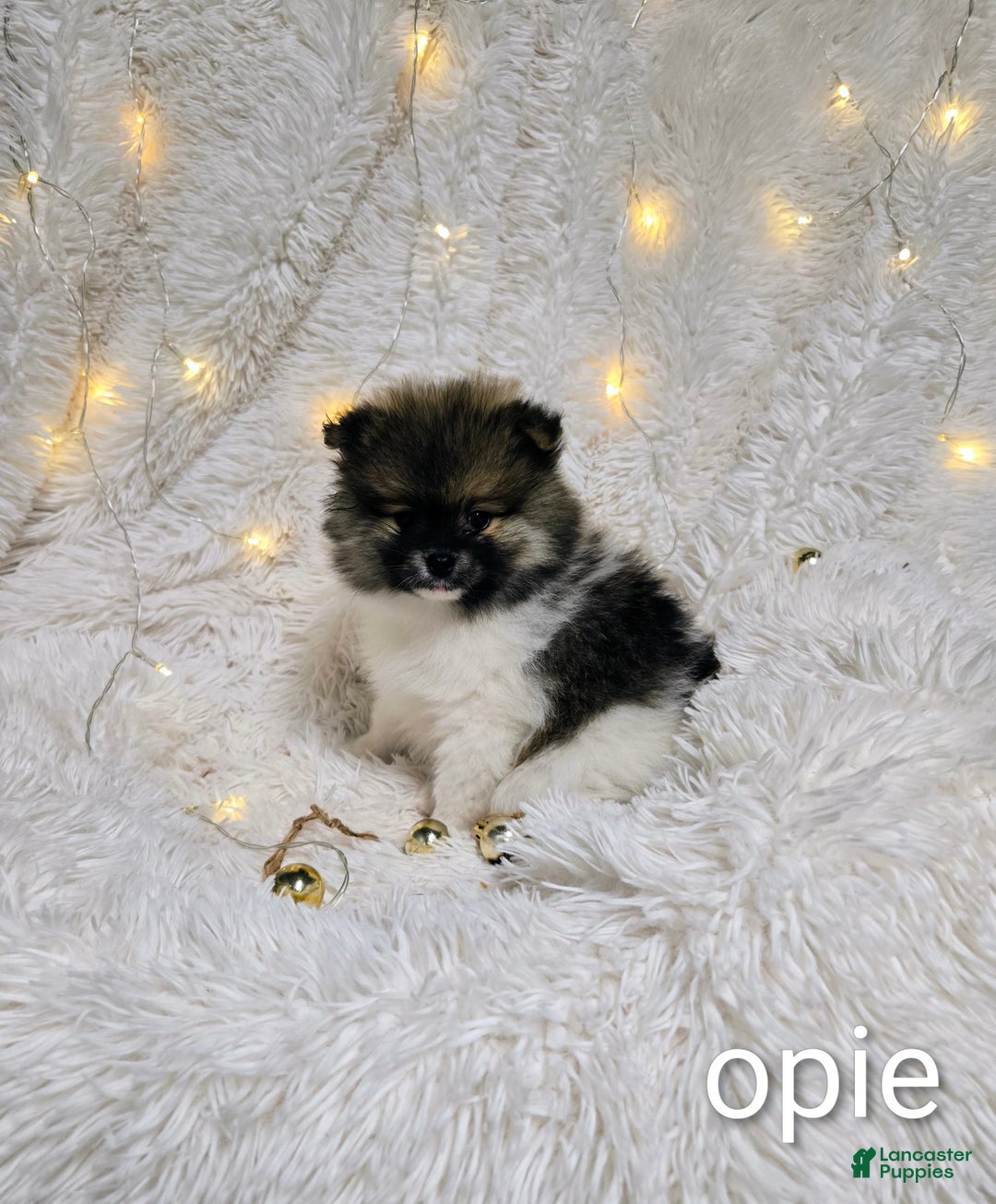 Pomeranian dogs for sale: Opie - Ad 2