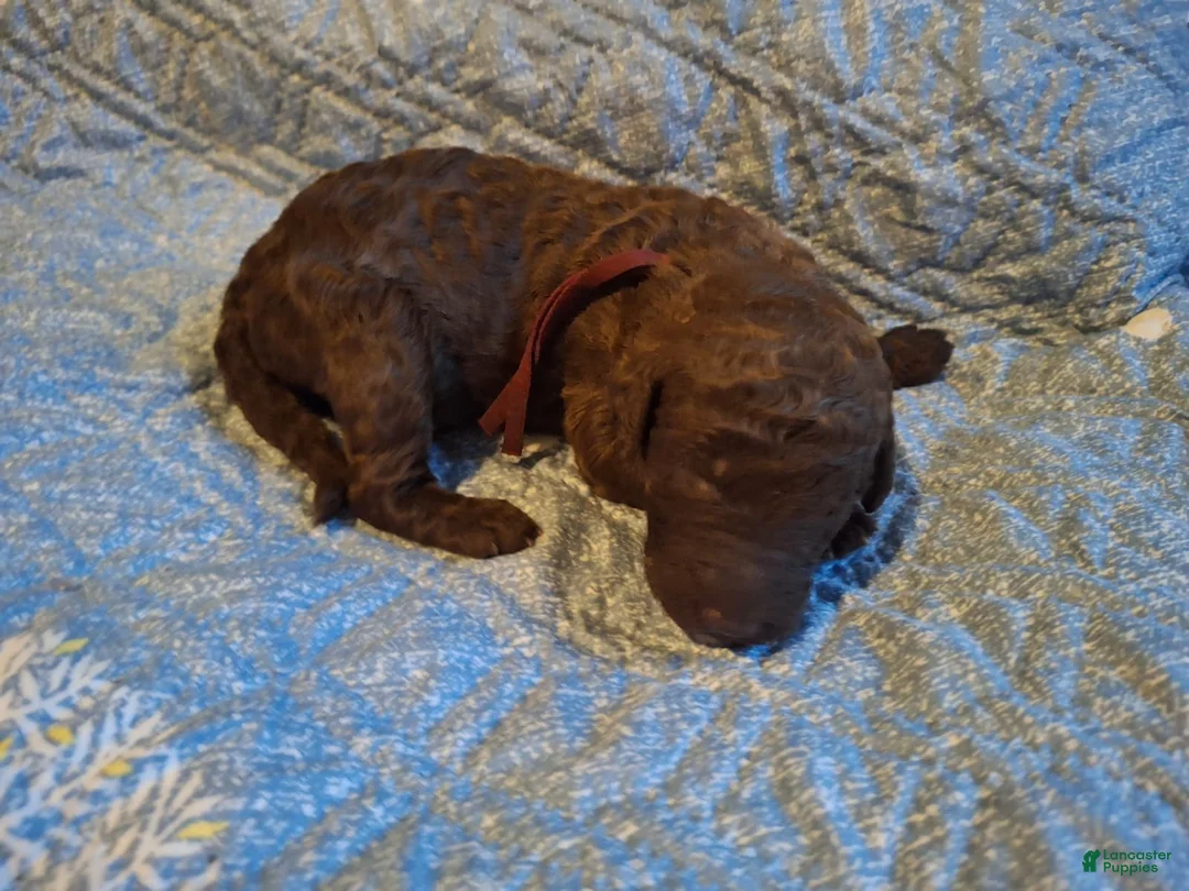 Labradoodle dogs for sale: Guava - Ad 6