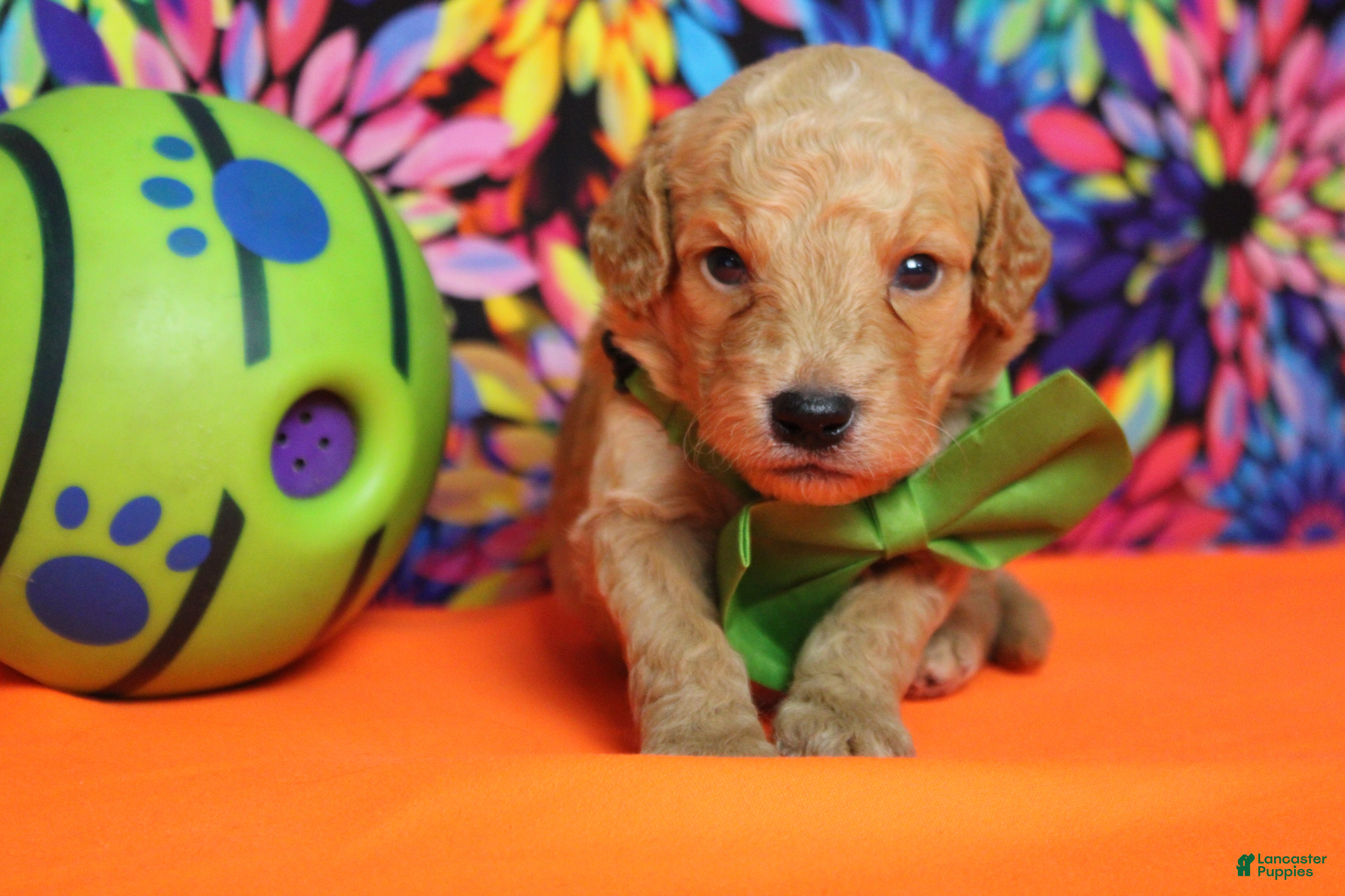 Goldendoodle dogs Alfredo - Ad 15