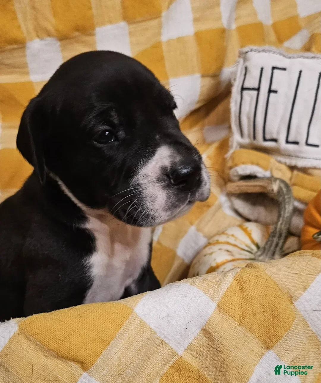 Great Dane dogs for sale: Clove - Ad 3