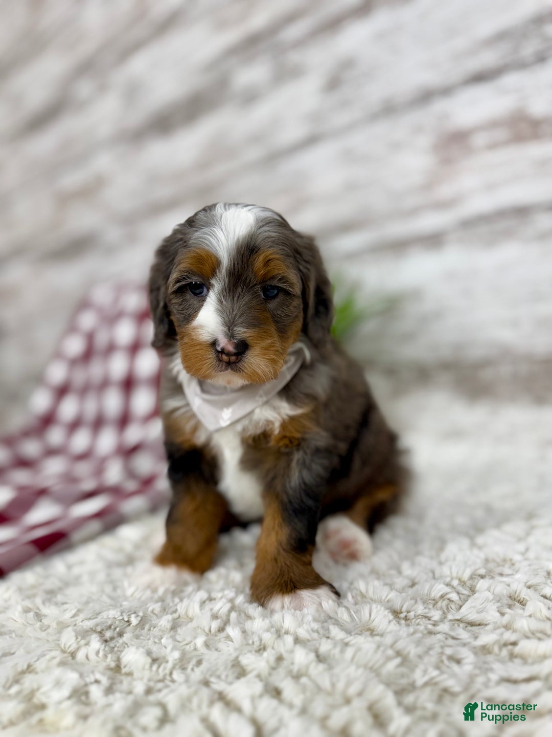 Mini Bernedoodle dogs for sale: Sophia - Ad 7