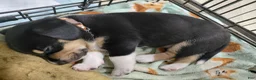 Mixed Breed dogs for sale: Beagie 3 - Ad 1