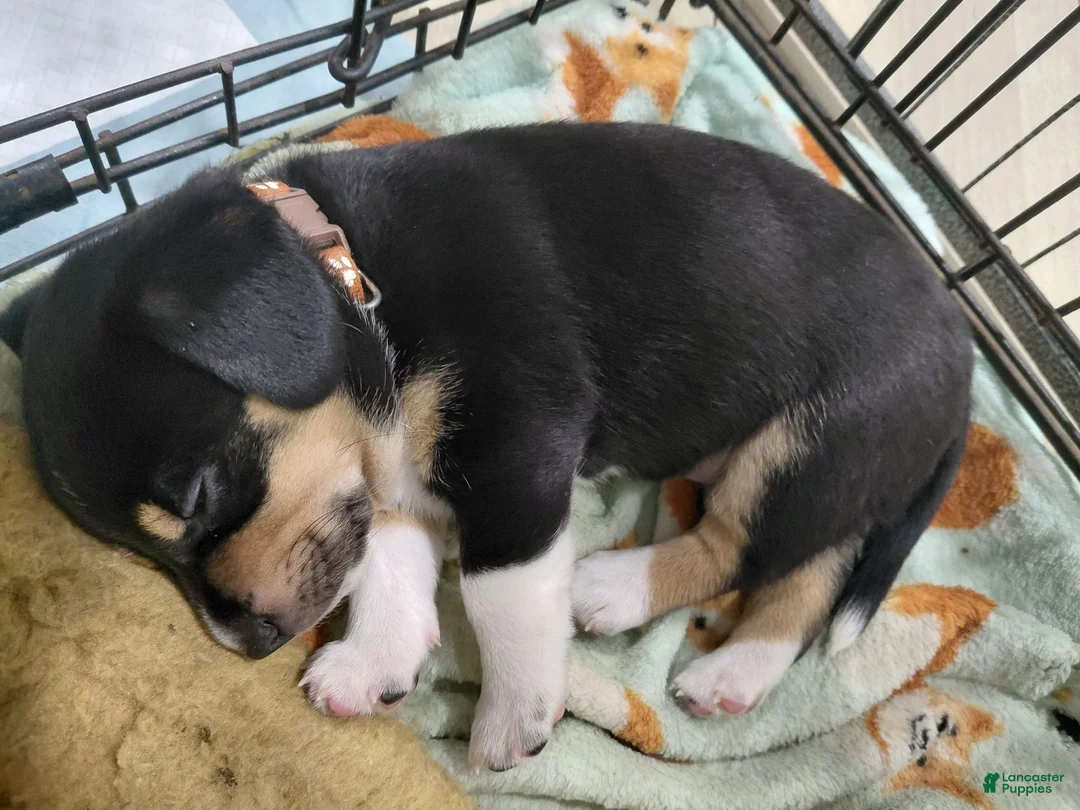 Mixed Breed dogs for sale: Beagie 3 - Ad 1