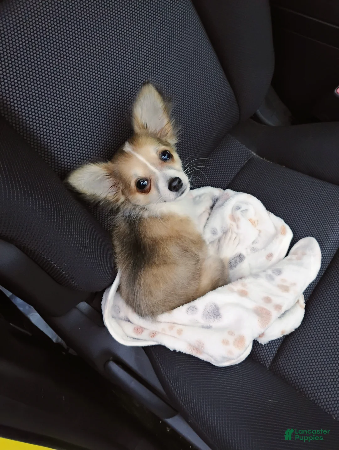 Chihuahua dogs for sale: Chihuahua Puppy 1 - Ad 9