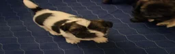 Shih Tzu dogs for sale: Shih Tzu 3 - Ad 15