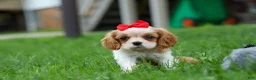 Cavalier King Charles Spaniel dogs for sale:  Nugget🐾 - Ad 9