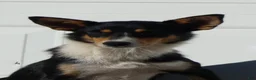 Jack Russell Terrier dogs for sale: Jack Russell Terrier 1 Junper - Ad 3