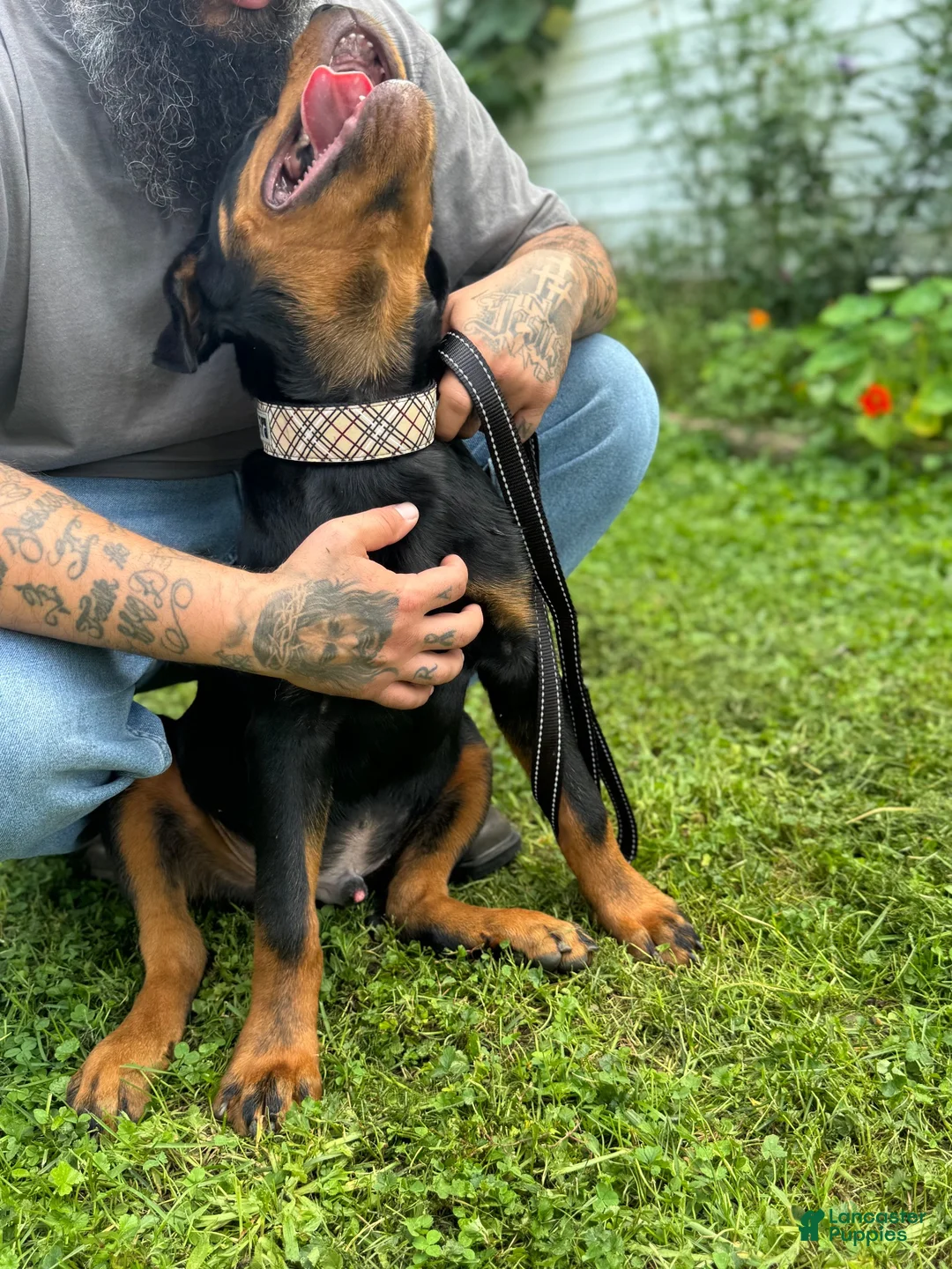 Rottweiler dogs for sale: Rottweiler 1 - Ad 4