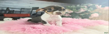 Chocolate teacup Chihuahua girl. Hand delivery