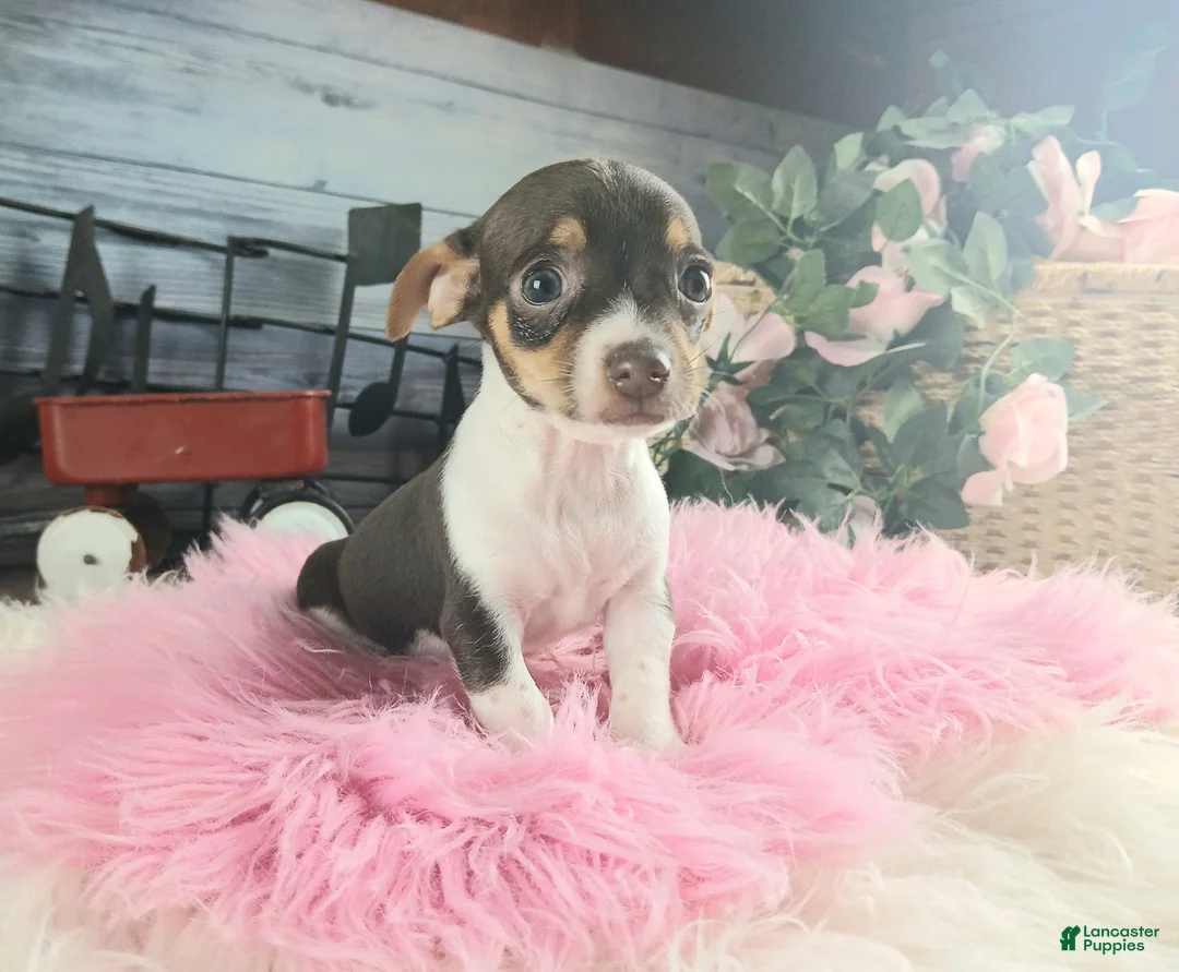 Chihuahua dogs for sale: Chocolate teacup Chihuahua girl. Hand delivery - Ad 1