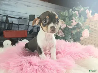 Chihuahua dogs Chocolate teacup Chihuahua girl. Hand delivery - Ad 29
