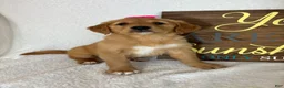 Golden Retriever dogs for sale: Gracie - Ad 3
