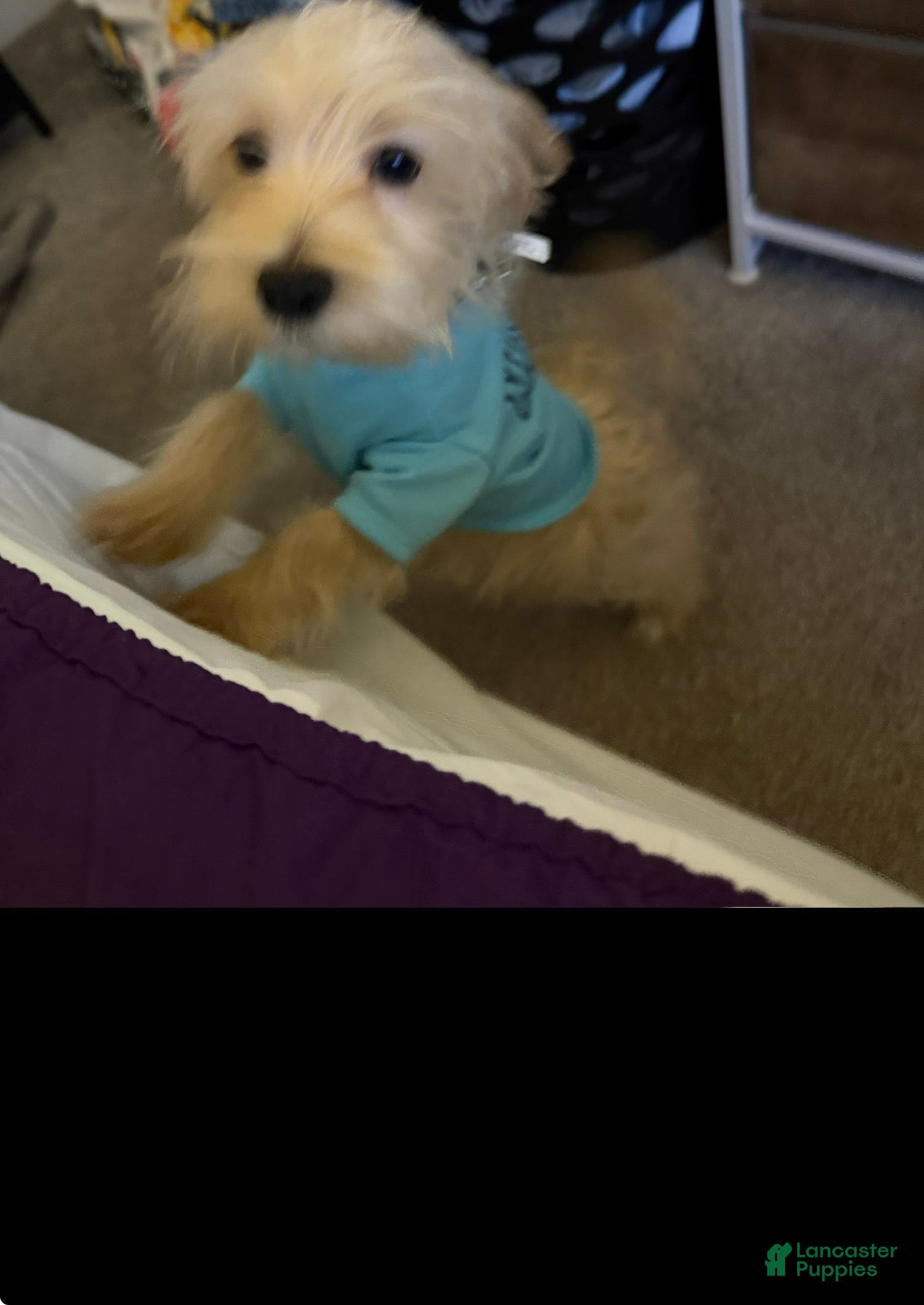 Mixed Breed dogs Mixed Breed Puppy 1 - Ad 2