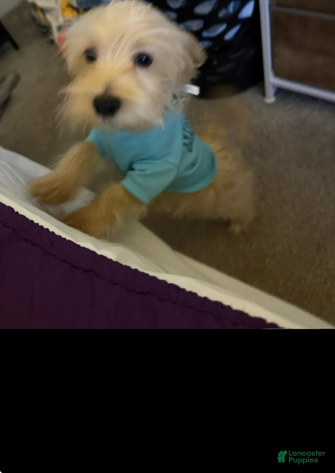 Mixed Breed dogs for sale: Mixed Breed Puppy 1 - Ad 2
